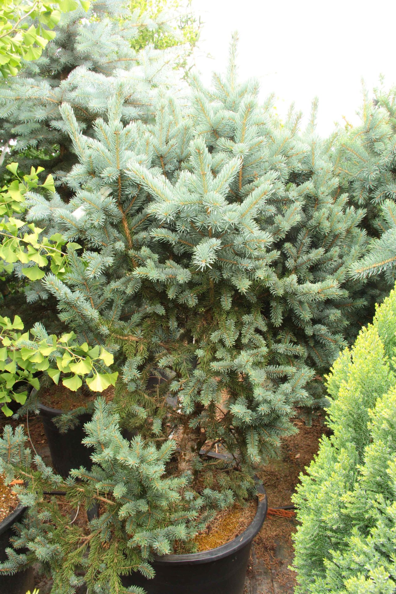 'Wieslaw' Specimen 2270 Conifer Kingdom