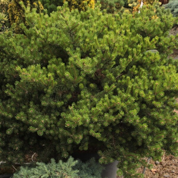 Pinus banksiana 'Bed Rock' Specimen 2252