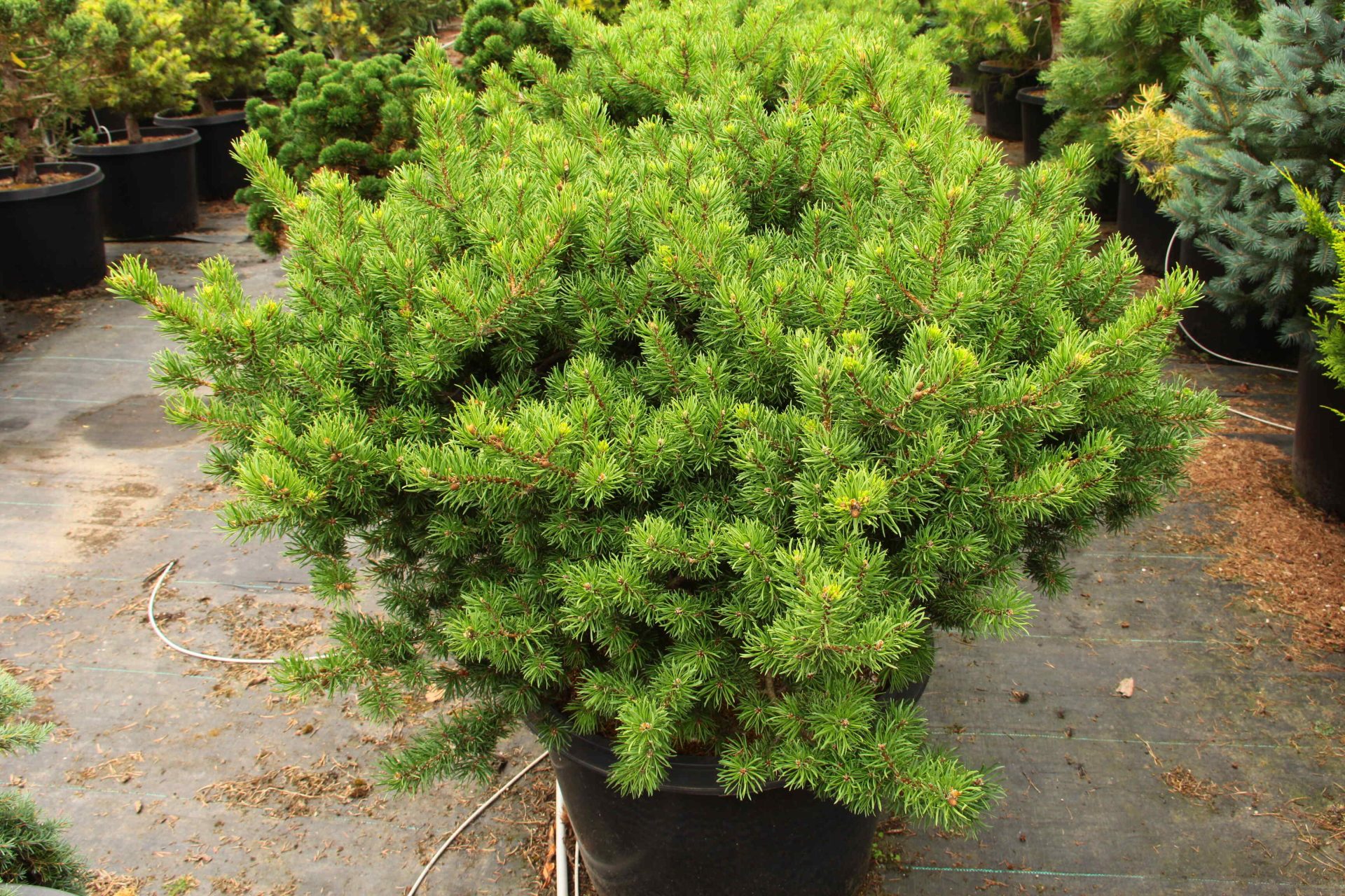 'Bed Rock' Specimen 2252 Conifer Kingdom