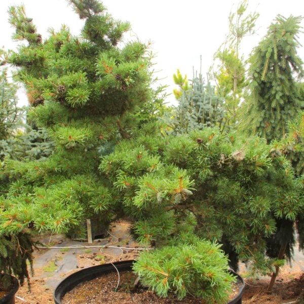Pinus parviflora 'Ara kawa' Japanese White Pine