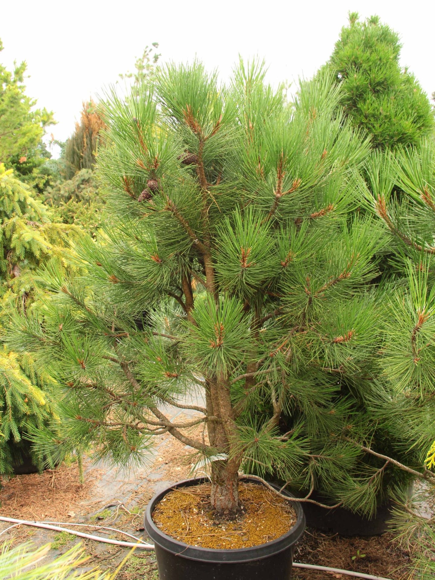 'Hi Desert' Specimen 2256 Conifer Kingdom