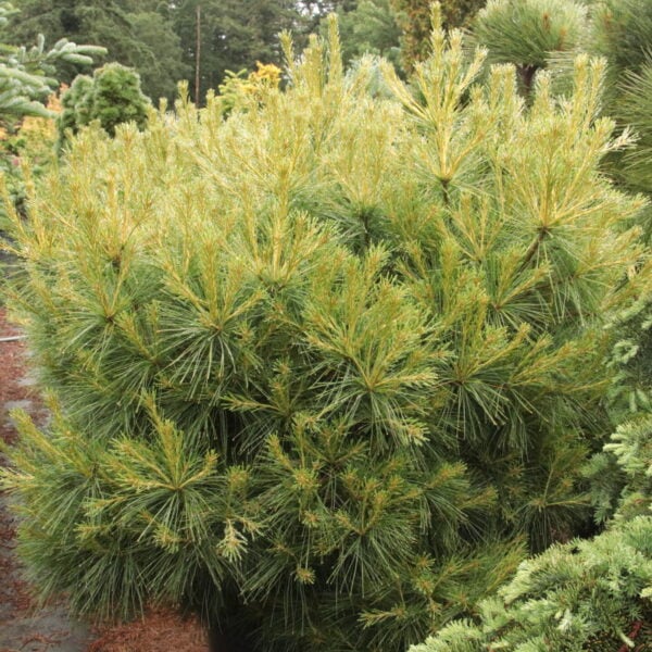 Pinus strobus 'Chipmunk' Specimen 2277