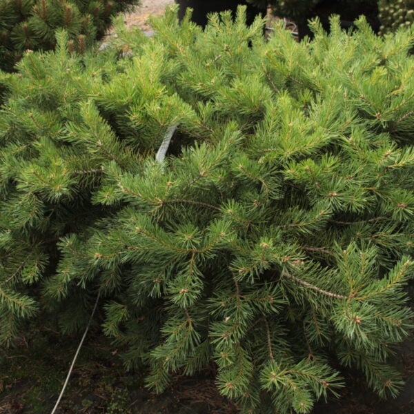 Pinus sylvestris 'Hillside Creeper' Specimen 2285