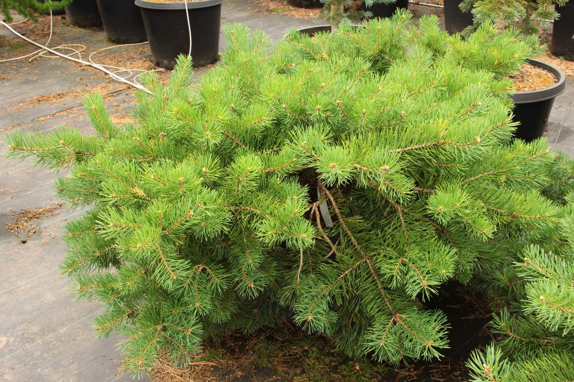 Pinus sylvestris 'Hillside Creeper' Specimen 2285 Conifer Kingdom
