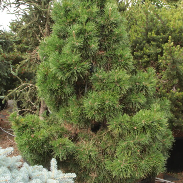 Pinus sylvestris 'Moseri' Specimen 2278