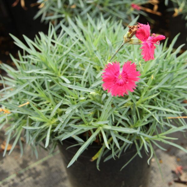 Dianthus 'Inshirach Dazzler' Pink Carnation