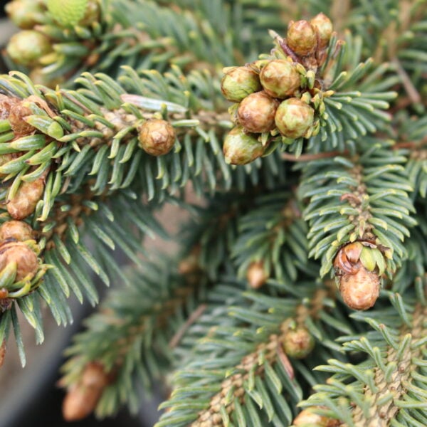 Picea glauca 'Haywire' White Spruce