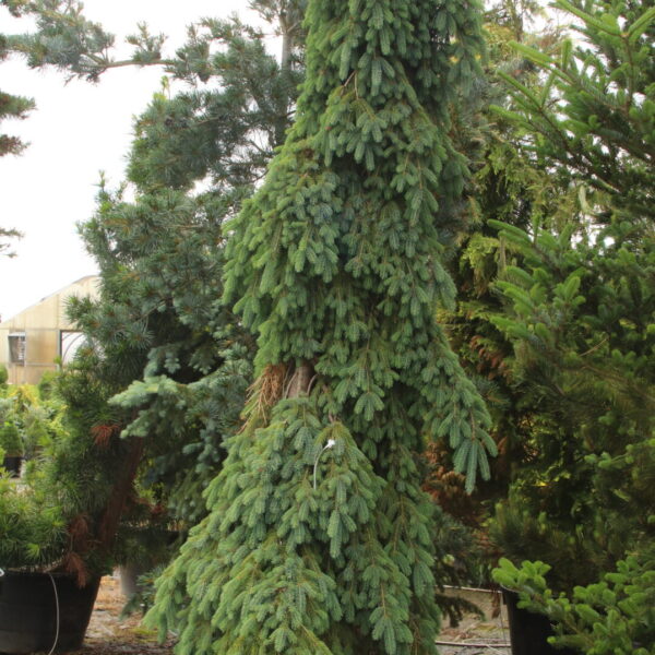 Picea glauca 'Pendula' Specimen 2294