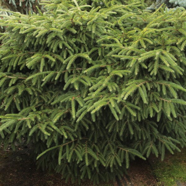 Picea orientalis 'Ferny Creek Prostrate' Specimen 2035