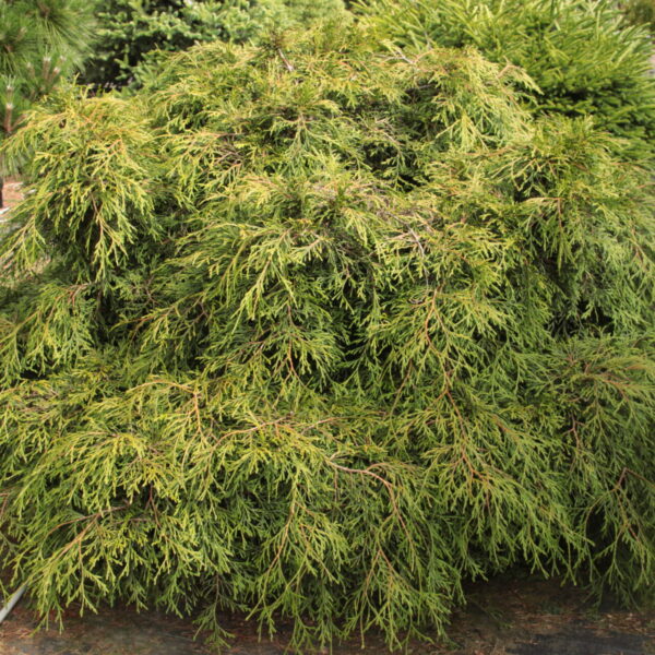 Thuja plicata 'Kager's Beauty' Specimen 2301