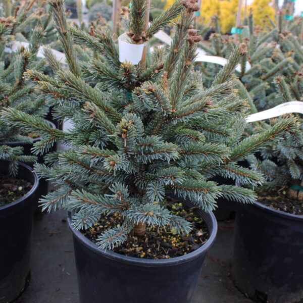 Picea abies 'Paul's Select' Norway Spruce