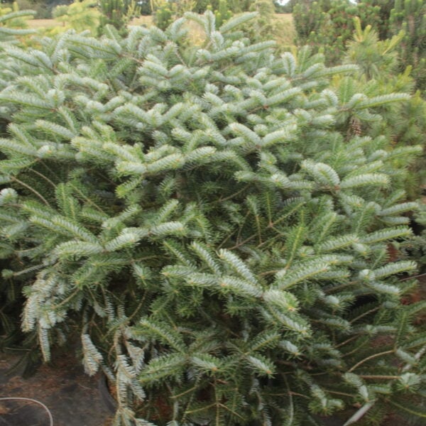 Abies arnoldiana (x) 'Poulsen' Specimen 2340