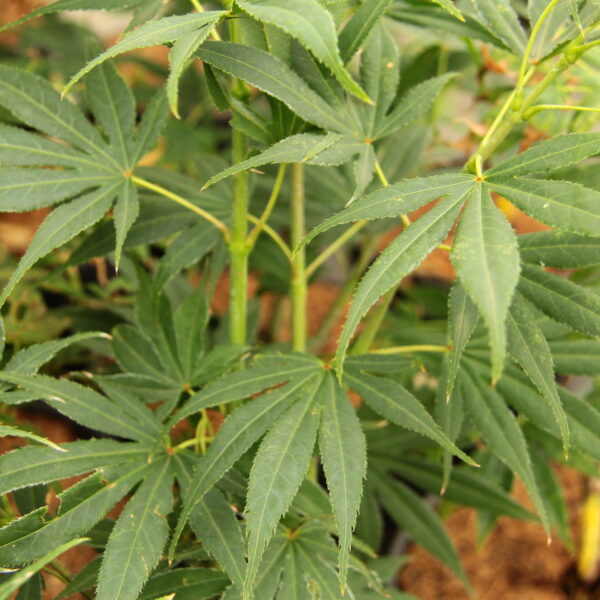 Acer sieboldianum 'Fire Fall' Siebold Maple