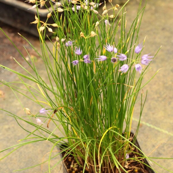 Allium cyaneum Dark Blue Chive