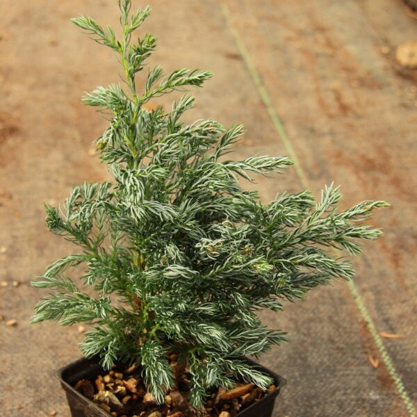 Chamaecyparis pisifera 'Devon Cream' Sawara False Cypress