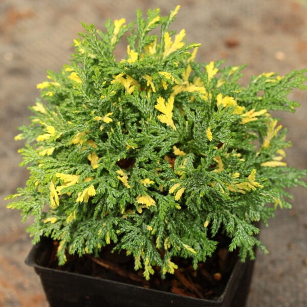 Chamaecyparis pisifera 'Gold Dust' Sawara False Cypress