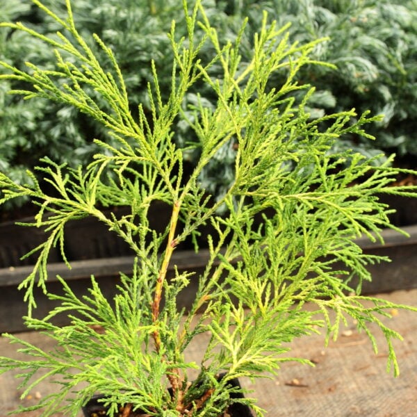 Chamaecyparis pisifera 'Lemon Thread' Sawara False Cypress