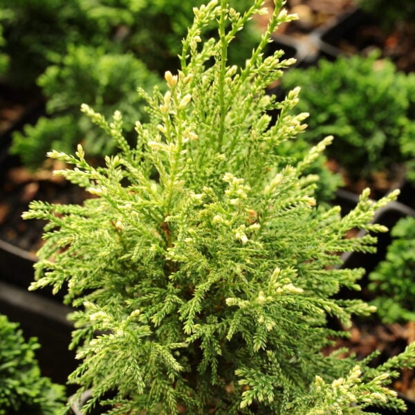 Chamaecyparis pisifera 'Snow' Sawara False Cypress