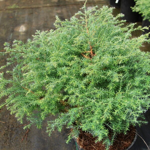 Chamaecyparis pisifera 'Squarrosa Dumosa' Sawara False Cypress