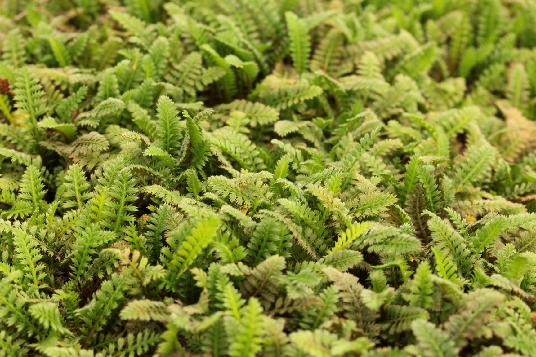 Another Perfect Plant: Brass Buttons — Land Morphology