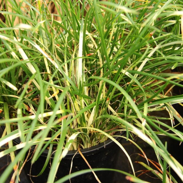 Ophiopogon japonicus 'Torafu' Zebra Mondo Grass