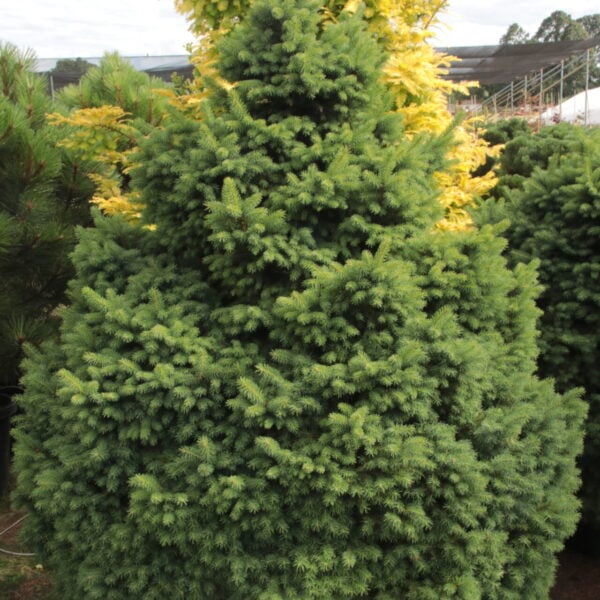 Picea abies 'Hildburghausen' Specimen 2320