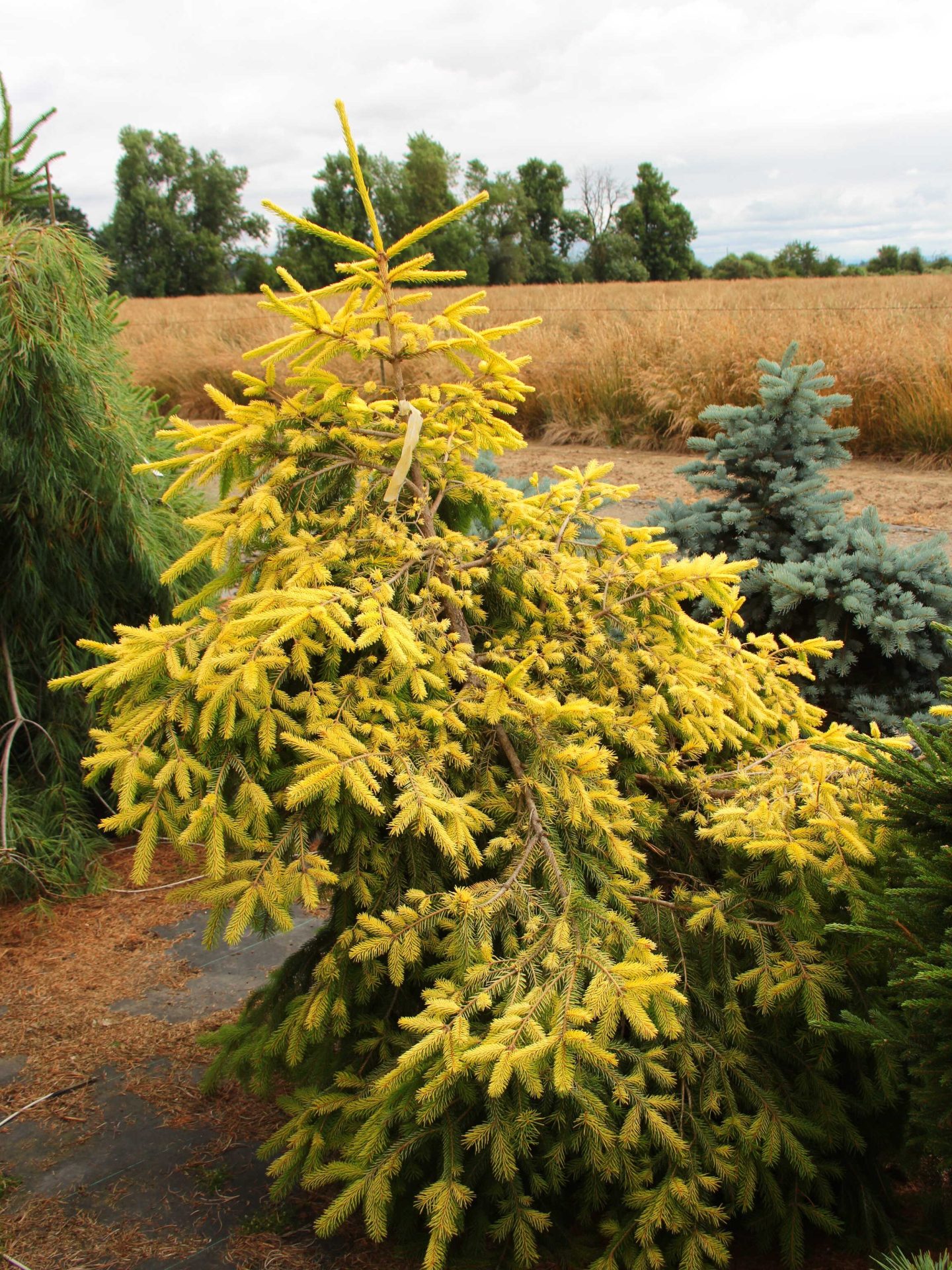 Picea abies 'Lemon Zest' Specimen 2348 Conifer Kingdom