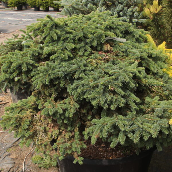 Picea abies 'Soft Mountain' Specimen 2328