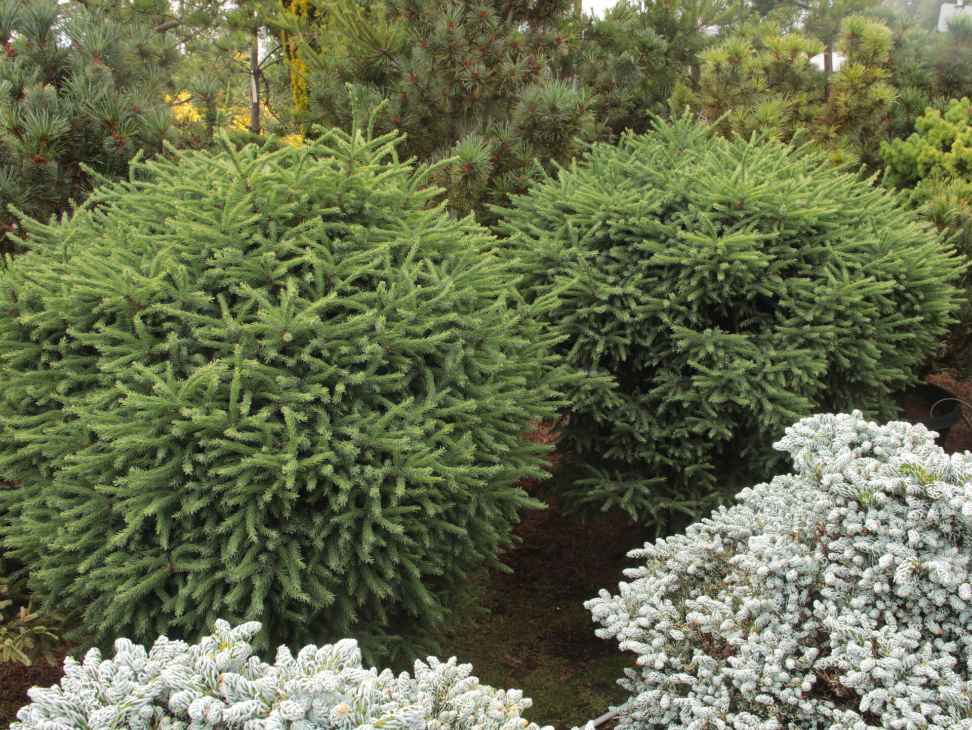 'Michael Heims' Specimen 2332 Conifer Kingdom