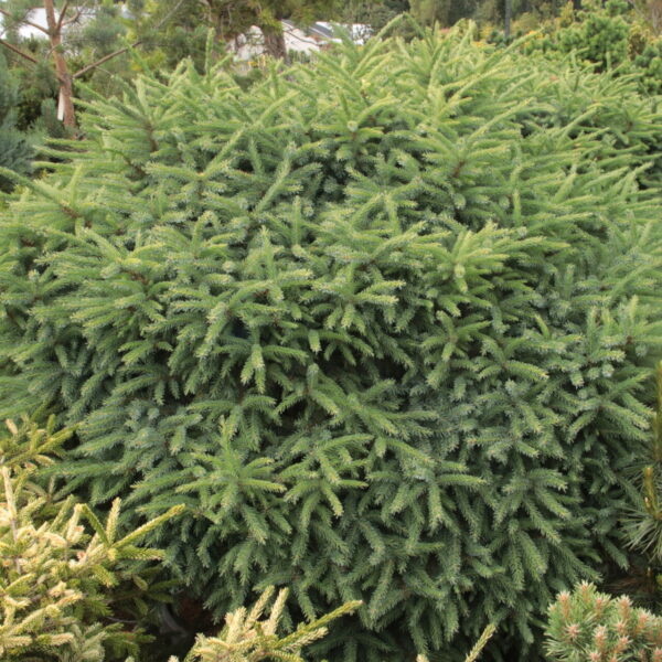 Picea mariana 'Michael Heims' Specimen 2332