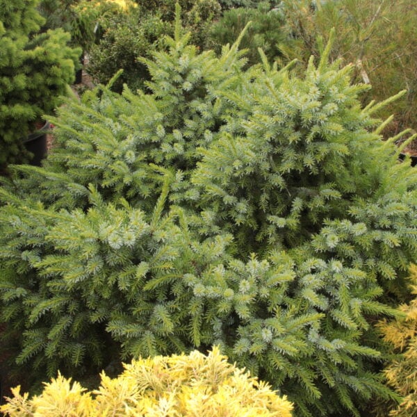 Picea omorika 'Hradec Kralove' Specimen 2330