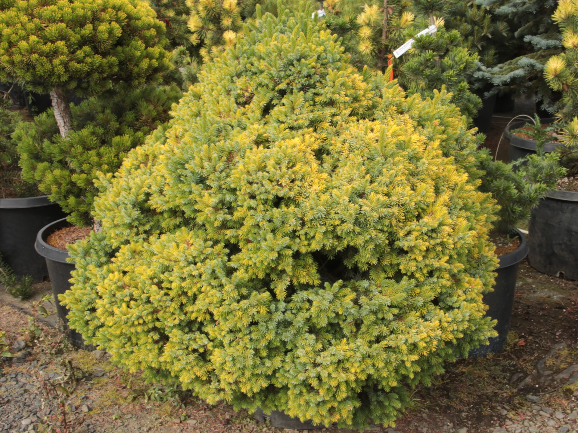 Picea-omorika-Peve-Tijn-