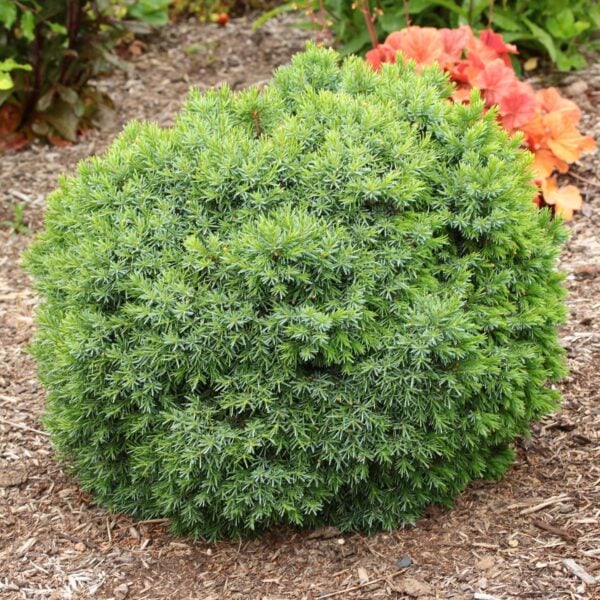 Picea omorika 'Rapl' Serbian Spruce