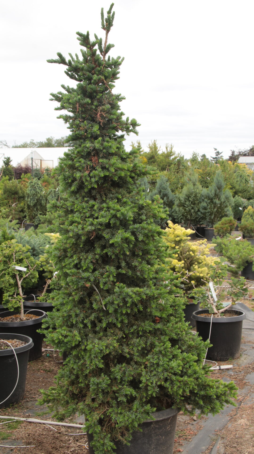 Picea-omorika-Wodan-Specimen-