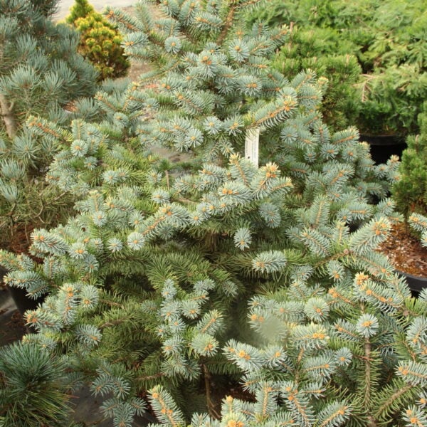 Picea pungens 'Summer Gold' Colorado Spruce