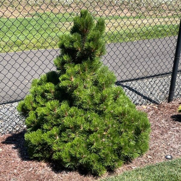 Pinus heldreichii (leucodermis) 'Pirin #3' Bosnian Pine
