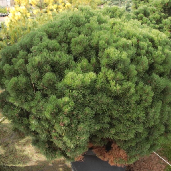 Pinus mugo 'Mayfair Dwarf' Specimen 2322