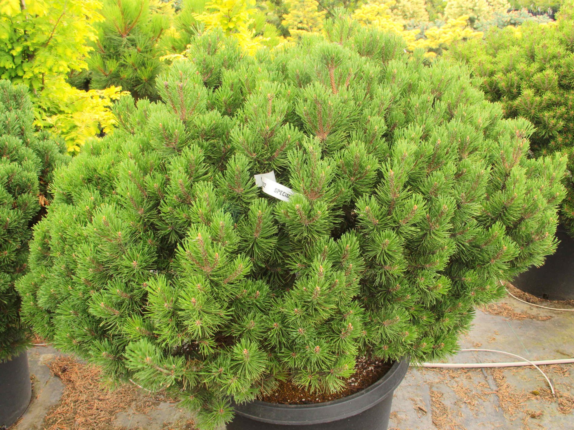 Buy Pinus mugo 'Mayfair Dwarf' Specimen 2322 Conifer Kingdom