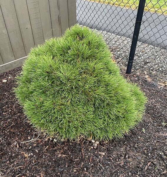 Pinus nigra 'Jarus' Austrian Pine
