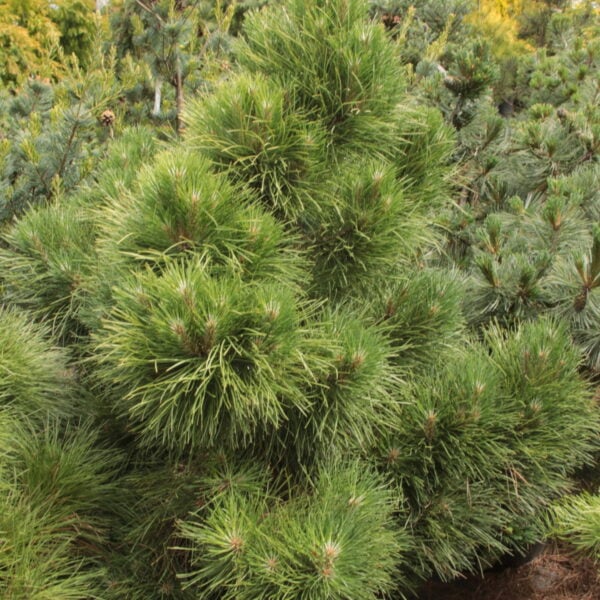 Pinus nigra ssp. laricio 'Rockley WB' Specimen 2339