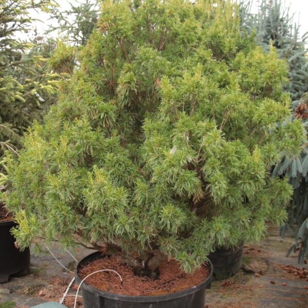 Pinus strobus 'Mini Twists' Specimen 2325