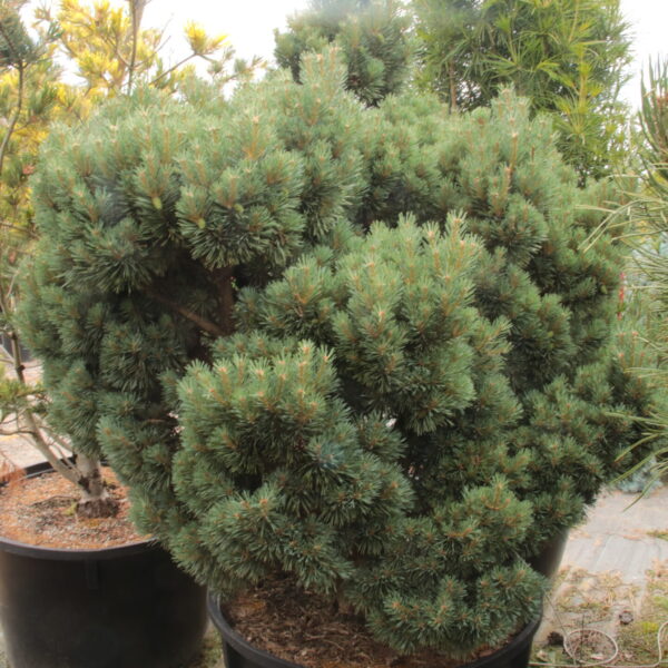 Pinus sylvestris 'Chantry Blue' Specimen 2323
