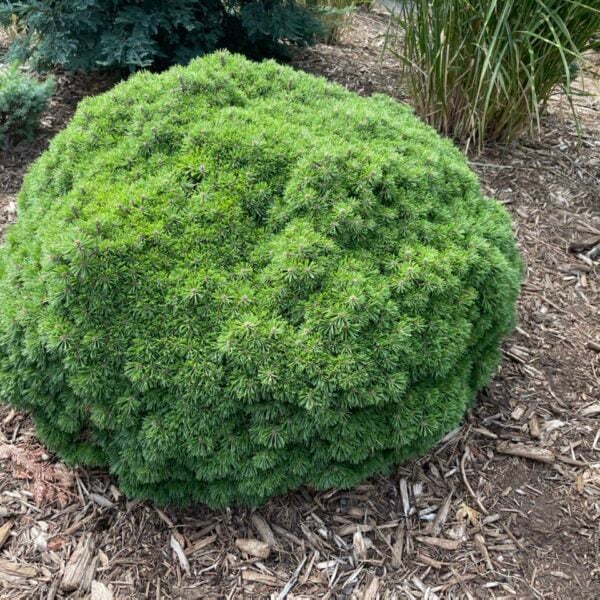 Pinus uncinata 'Xenie' Mountain Pine