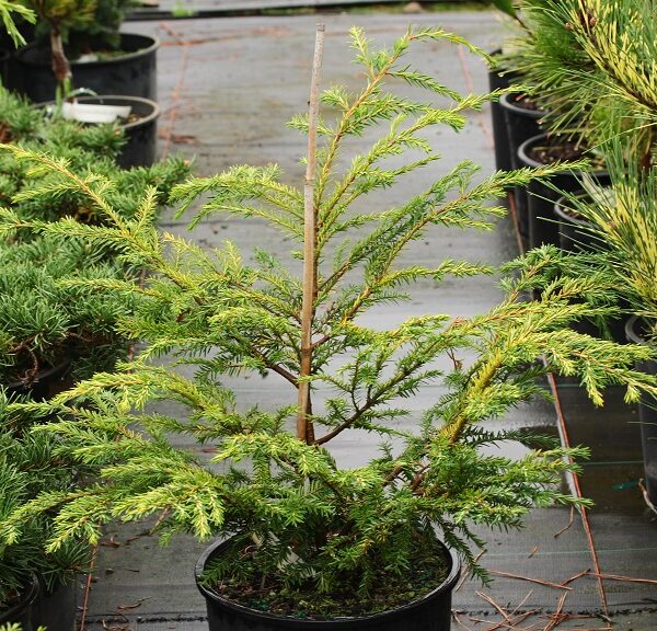 Tsuga canadensis 'Vermeulen Wintergold' Canadian Hemlock