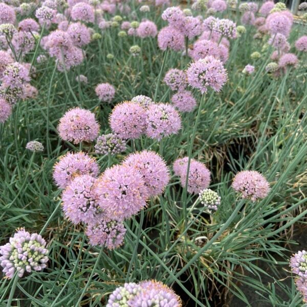 Allium senescens var. glaucum German garlic