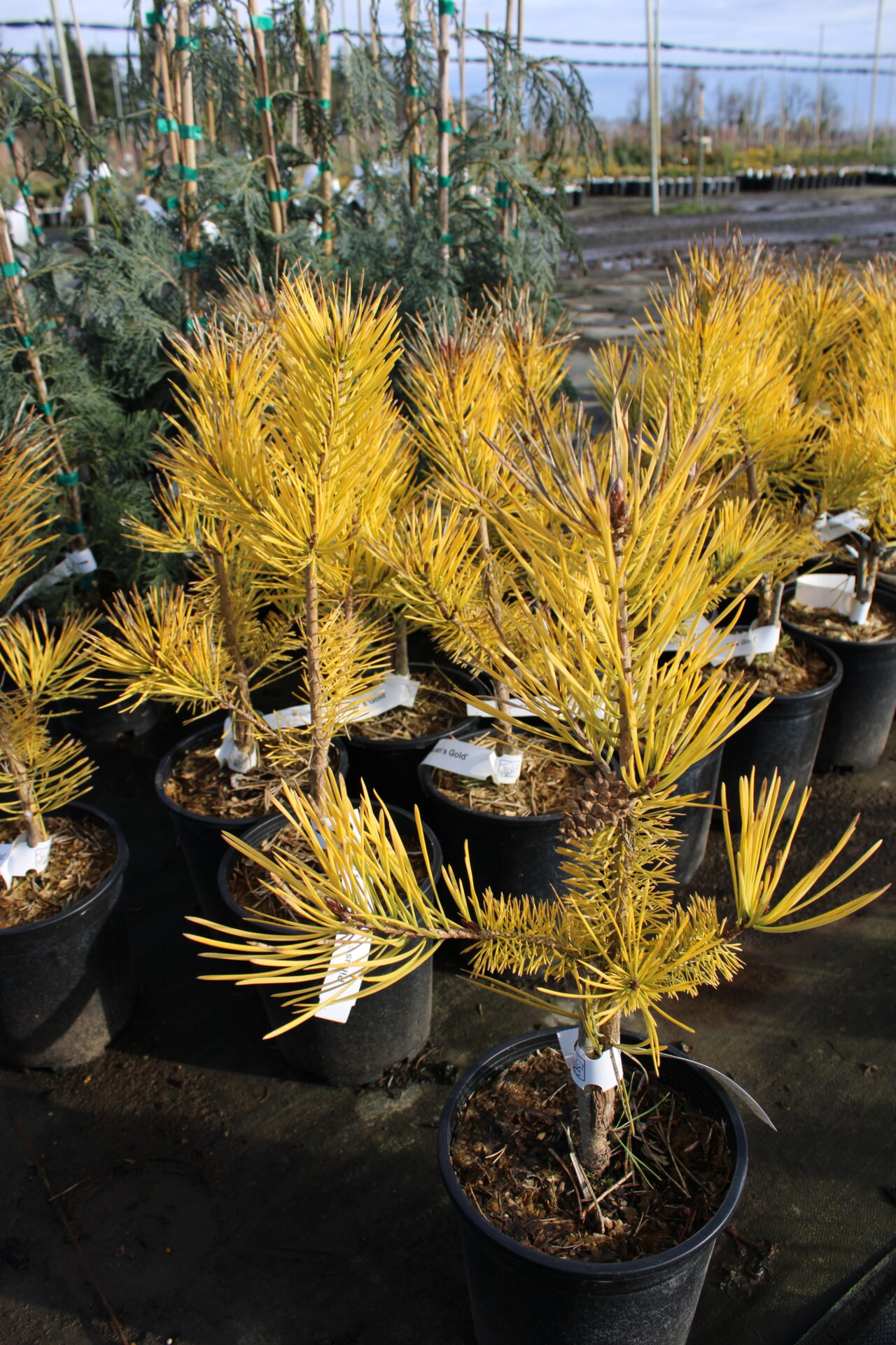 Buy Pinus sylvestris 'Buchanan's Gold' Scots Pine Conifer Kingdom