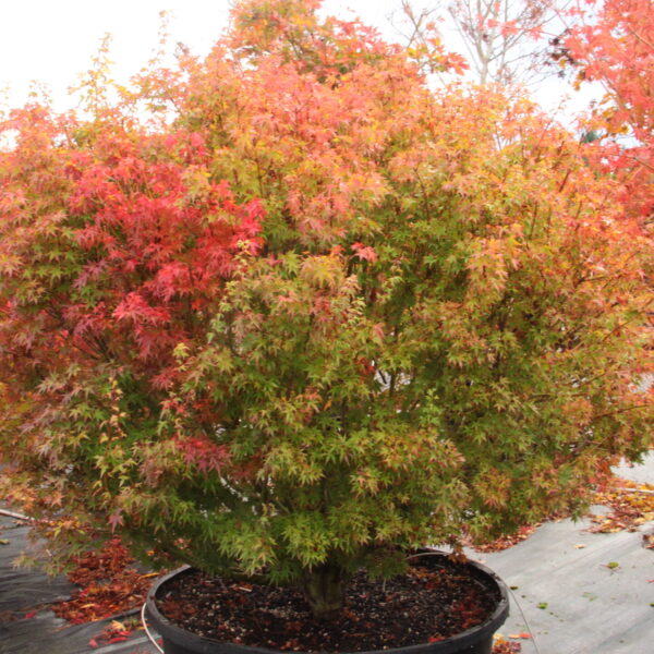 Acer palmatum 'Saiho' Japanese Maple