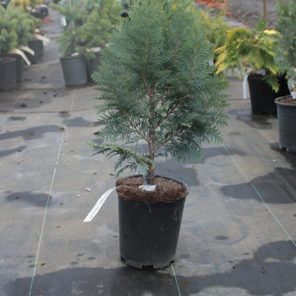 Chamaecyparis lawsoniana 'Columnaris Glauca' Lawson Cypress