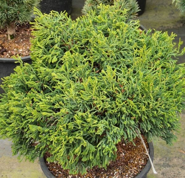 Chamaecyparis obtusa 'Brigitte' Hinoki Cypress