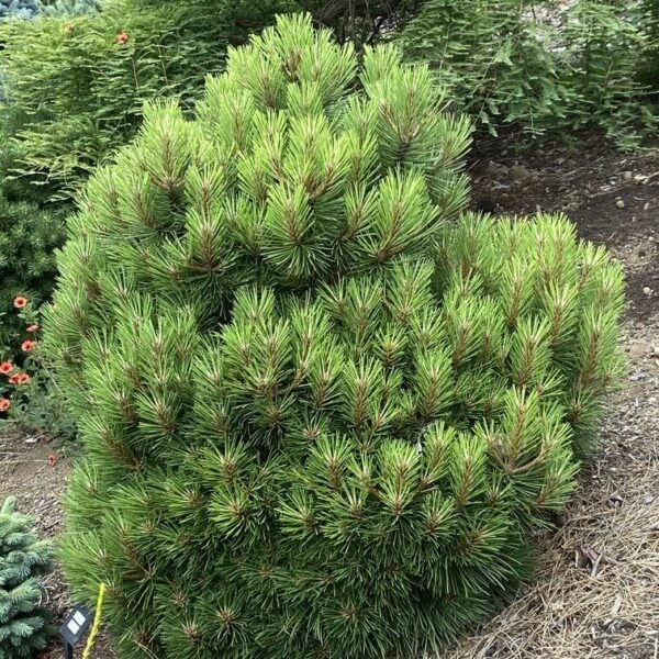 Pinus pinaster 'Wrecking Ball' Maritime Pine